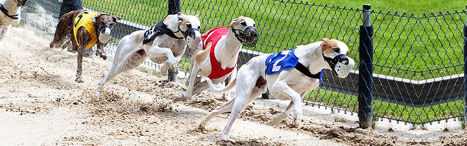 UK Greyhound Racing